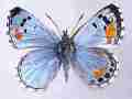 Philotes sonorensis gynandromorph [half half] (Internet Image property of respective owner, non-commercial use only)
